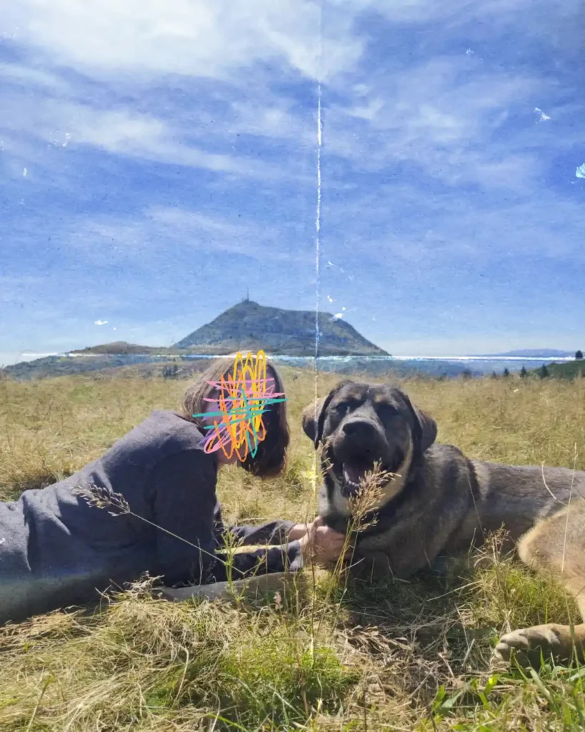 Road trip avec son chien