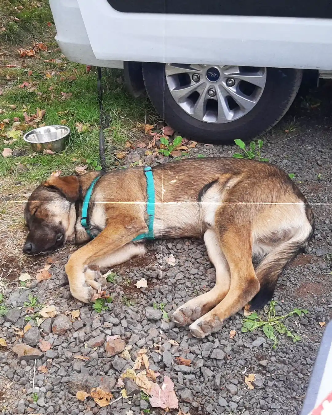 Road trip avec son chien