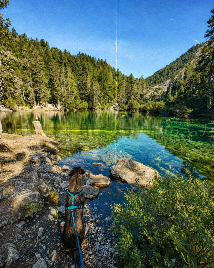 trek avec son chien