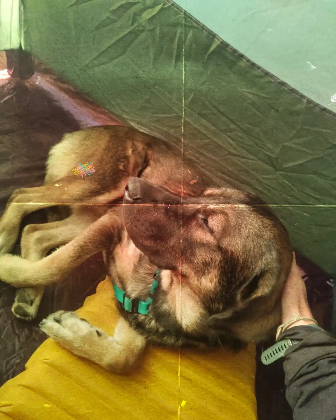 Trek avec son chien