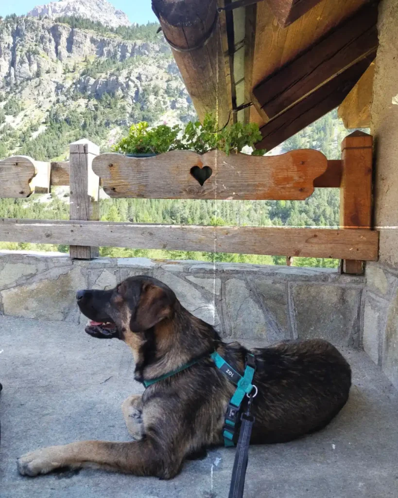 Trek avec son chien