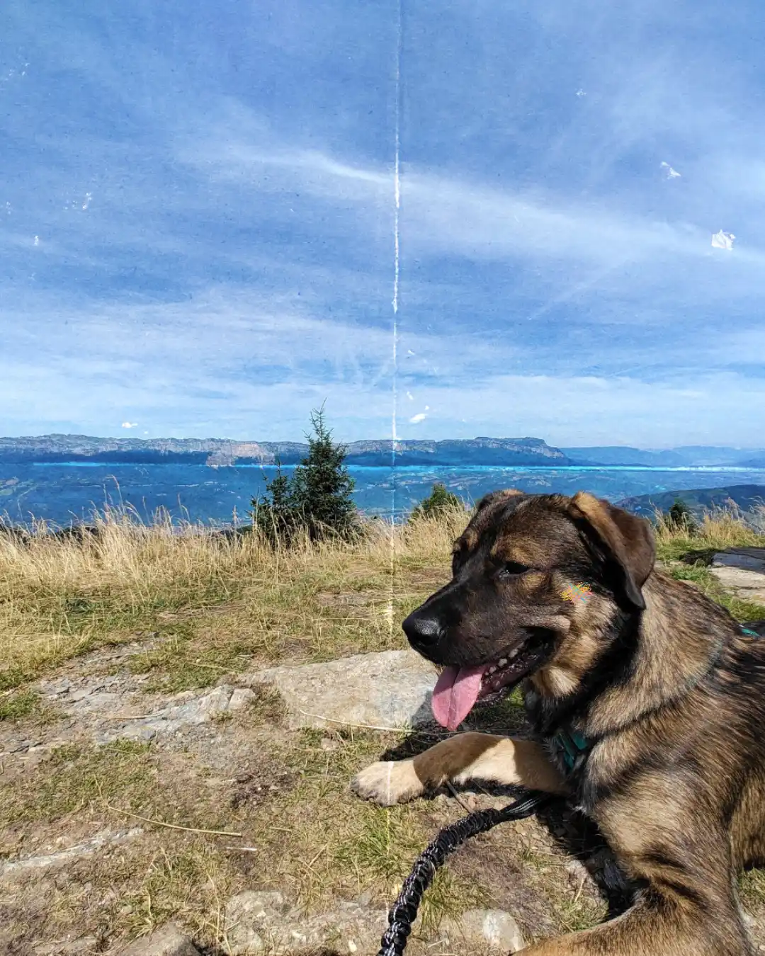 Trek avec son chien
