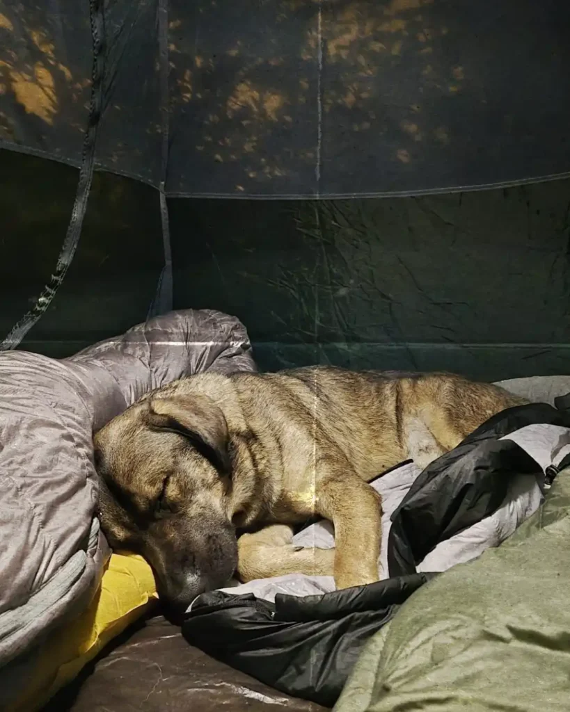 Bivouac avec son chien