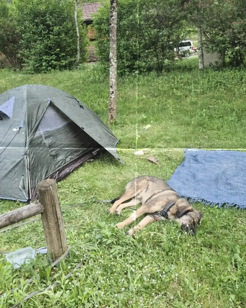 Bivouac avec son chien