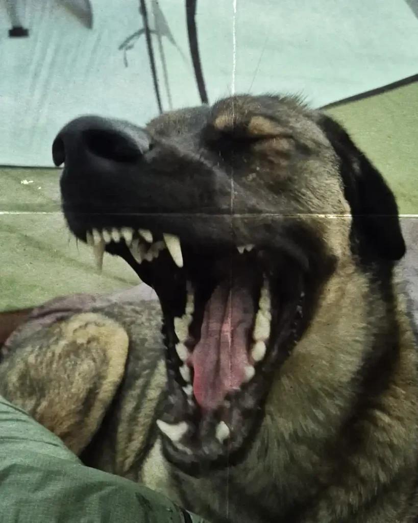 Bivouac avec son chien