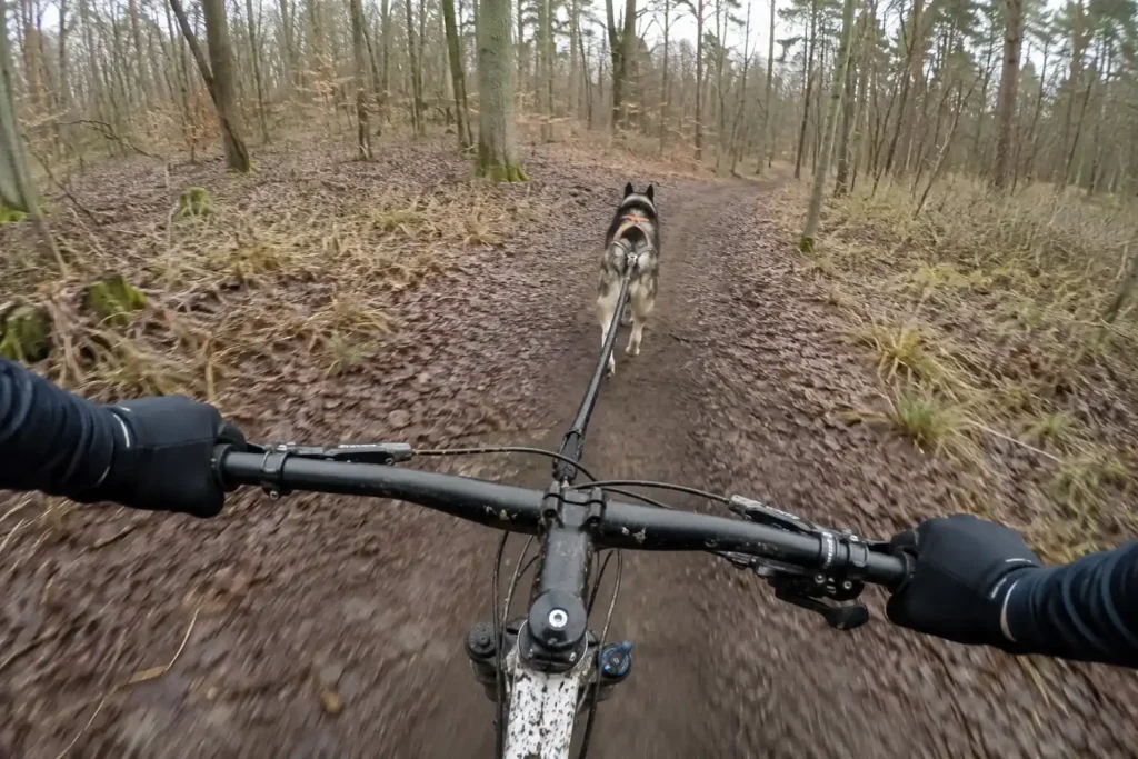cani vtt