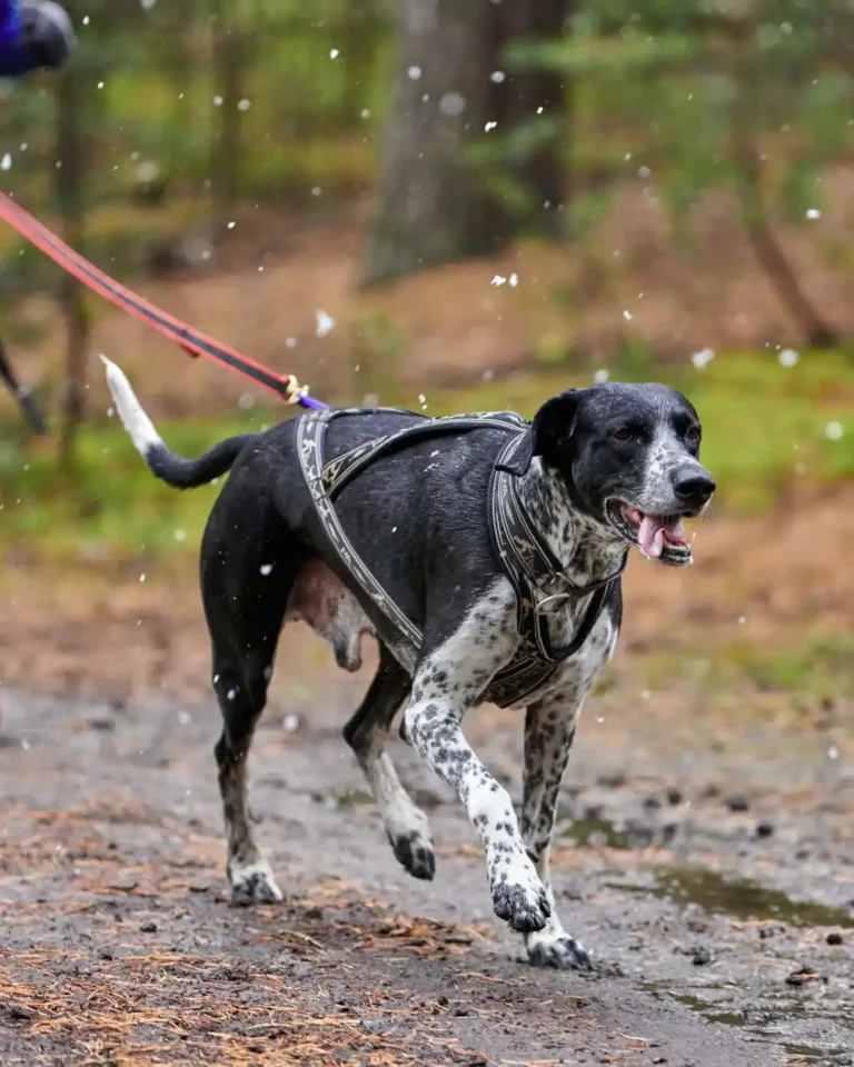a partir de quand peut on courir avec son chien