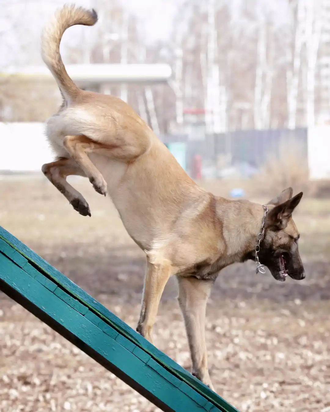 course obstacle chien