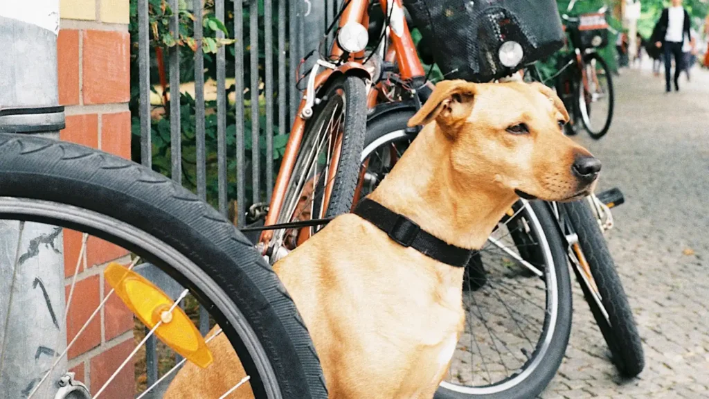 faire du velo avec son chien