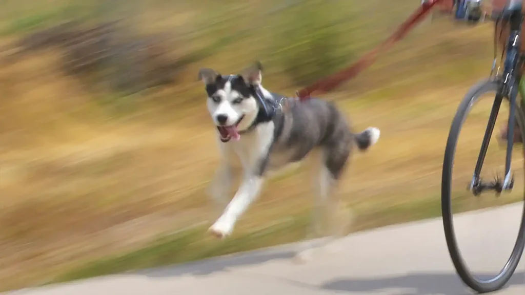 faire du velo avec son chien