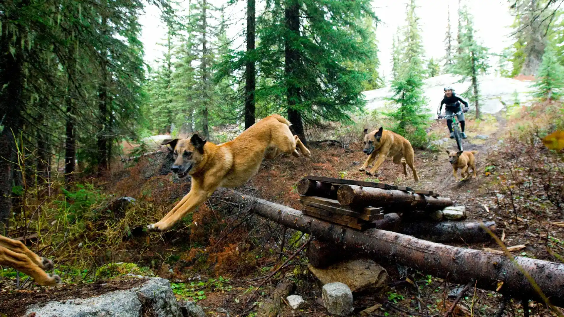 faire du velo avec son chien