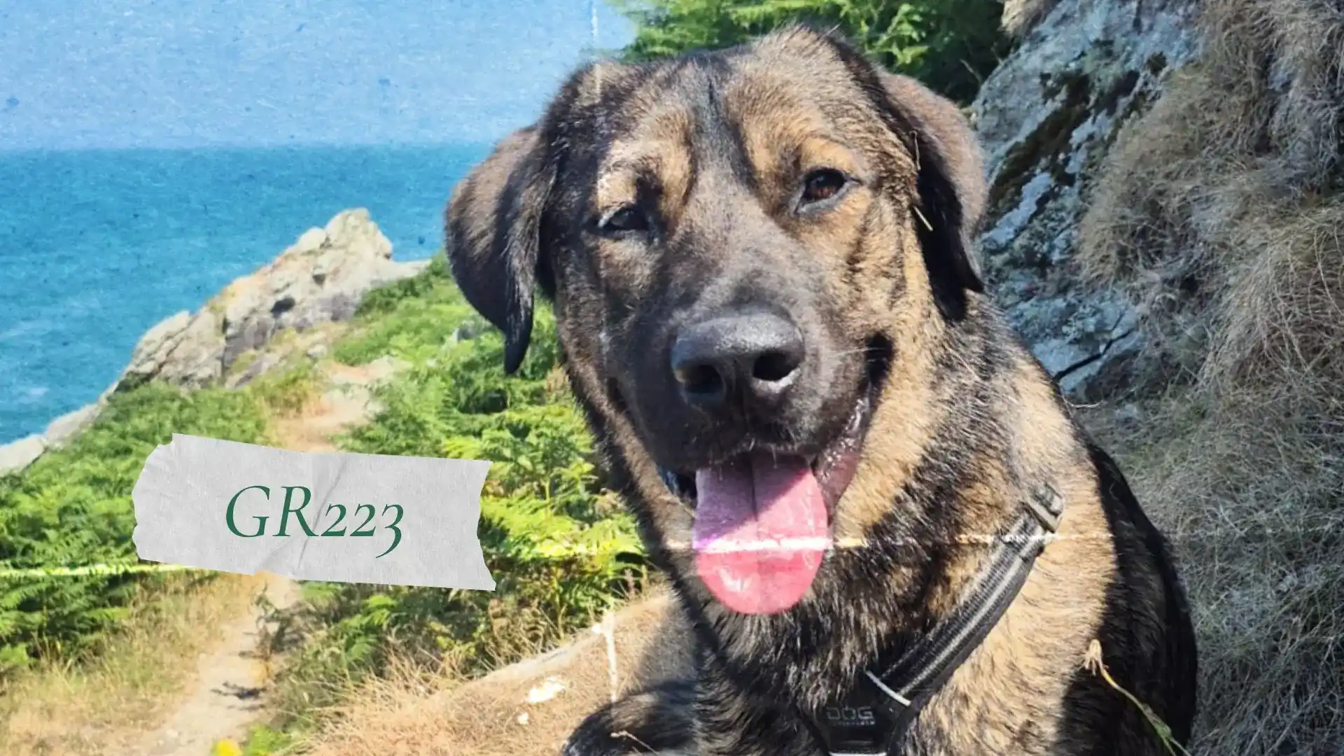 gr avec son chien
