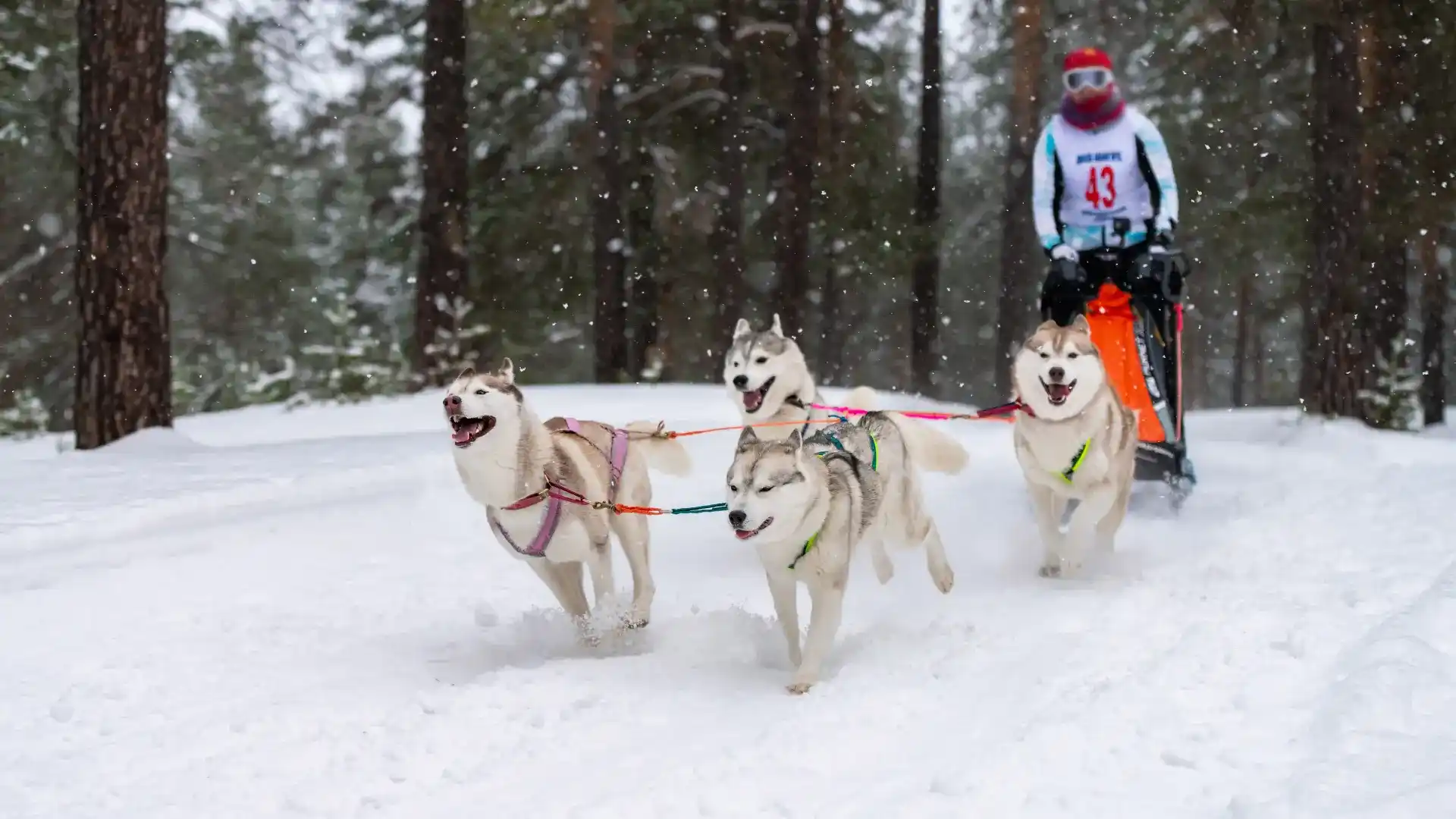 mushing chien