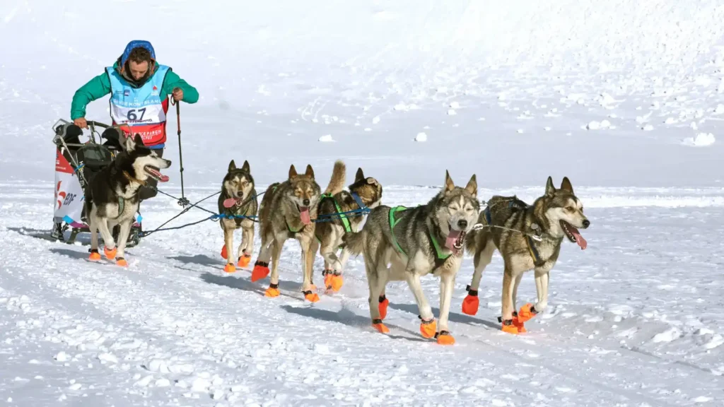 mushing chien