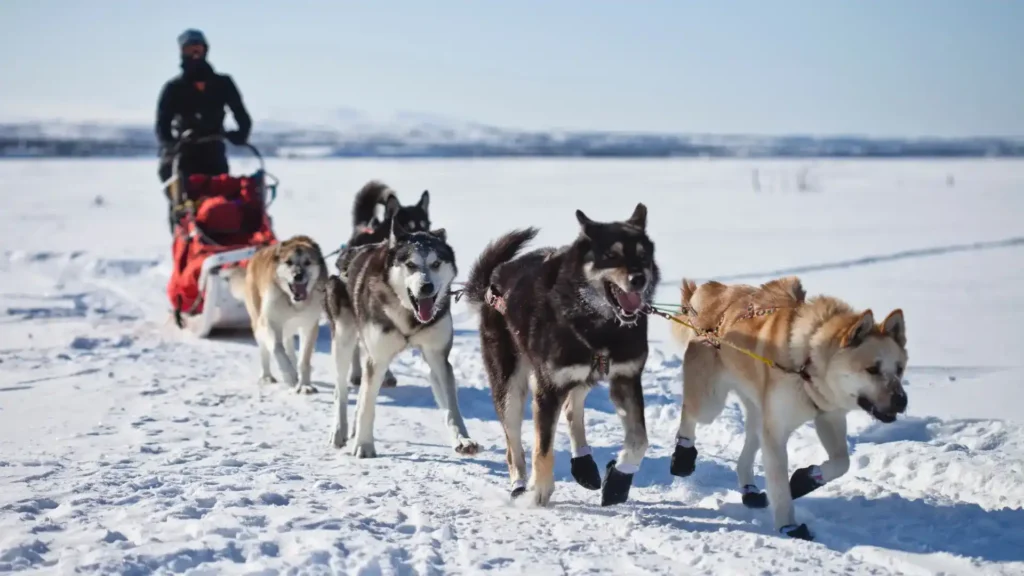 mushing chien