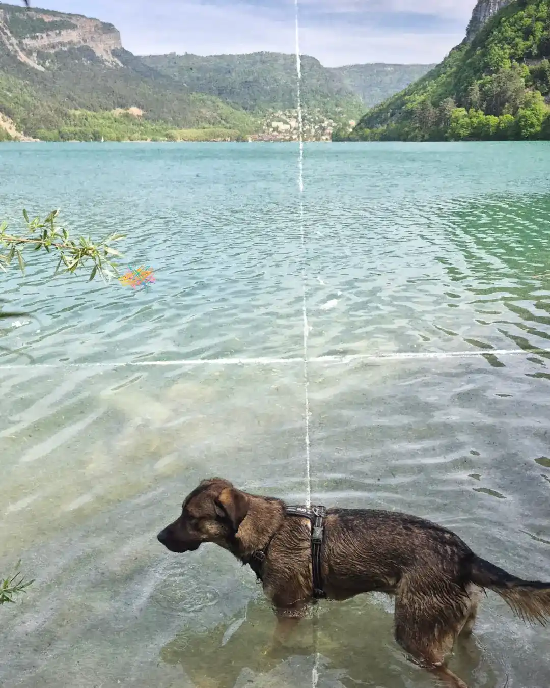 randonner avec son chien