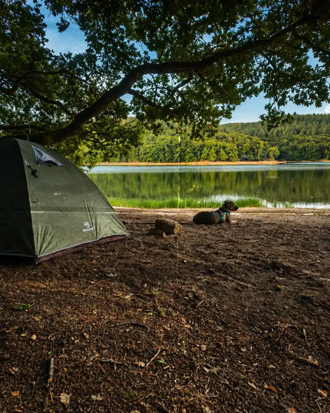 randonner avec son chien