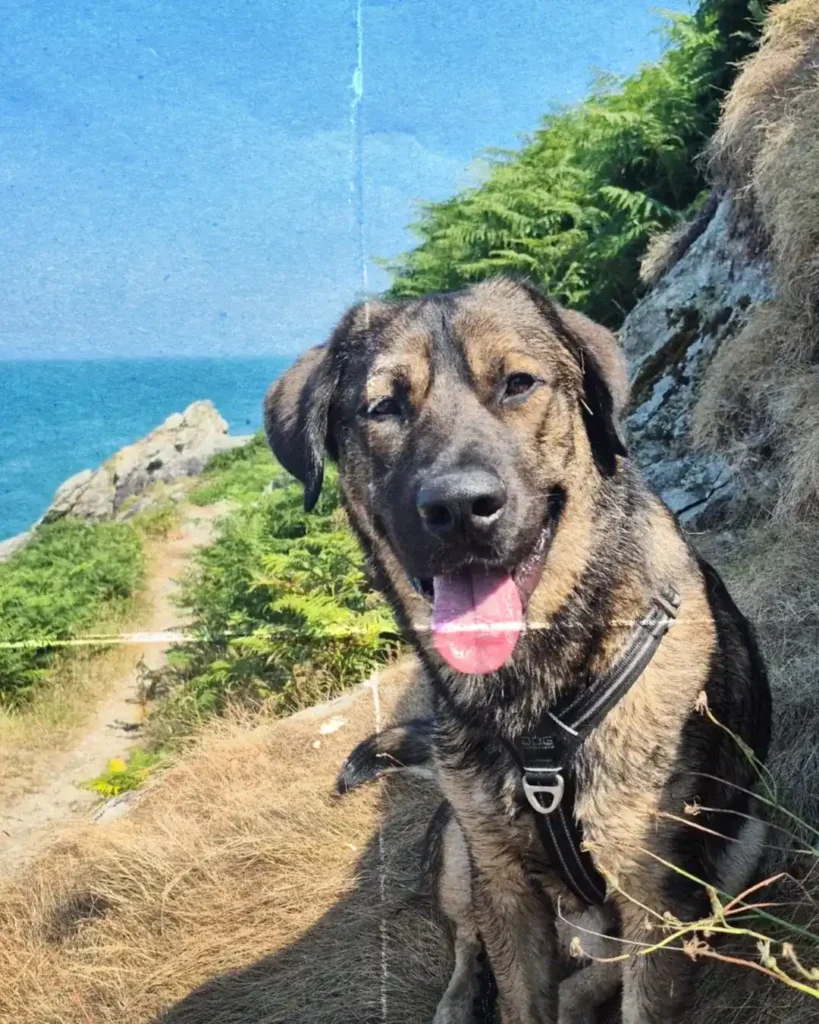 randonner avec son chien