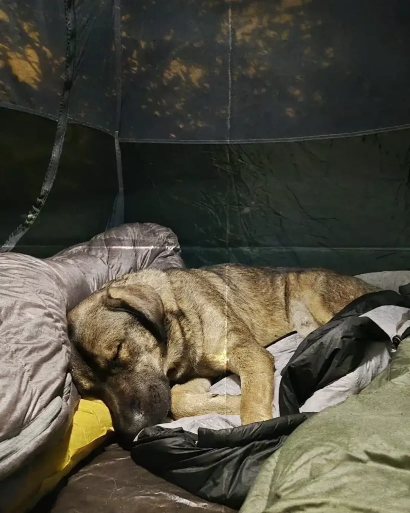 randonner avec son chien