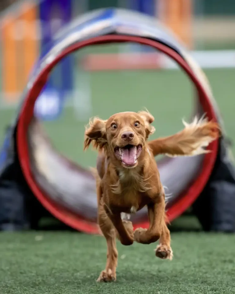 sport pour chien